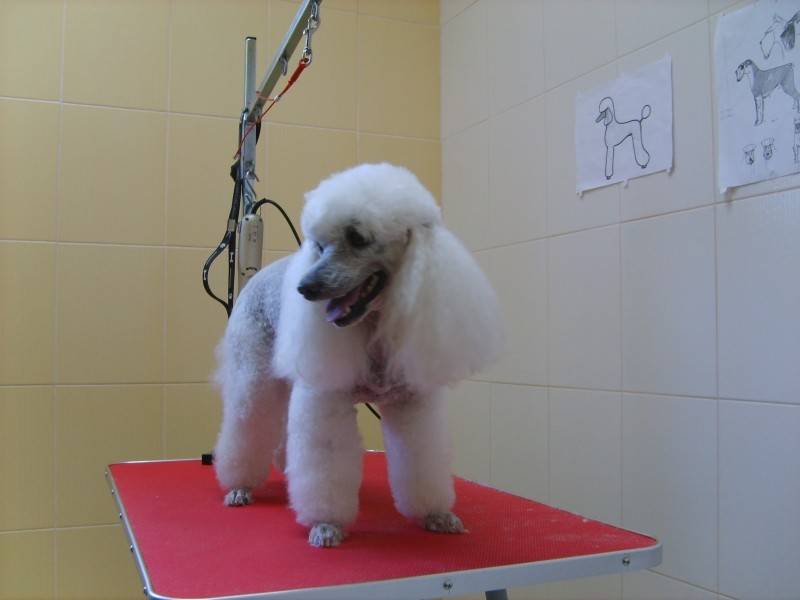 Veterinární klinika - stříhání psů