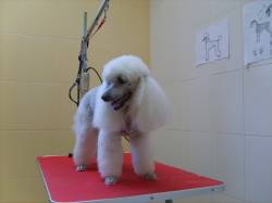 Veterinární klinika - stříhání psů