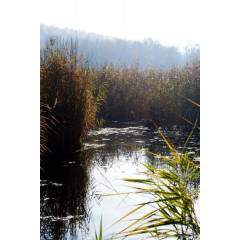 Vidnavské mokřiny - chráněná přírodní rezervace